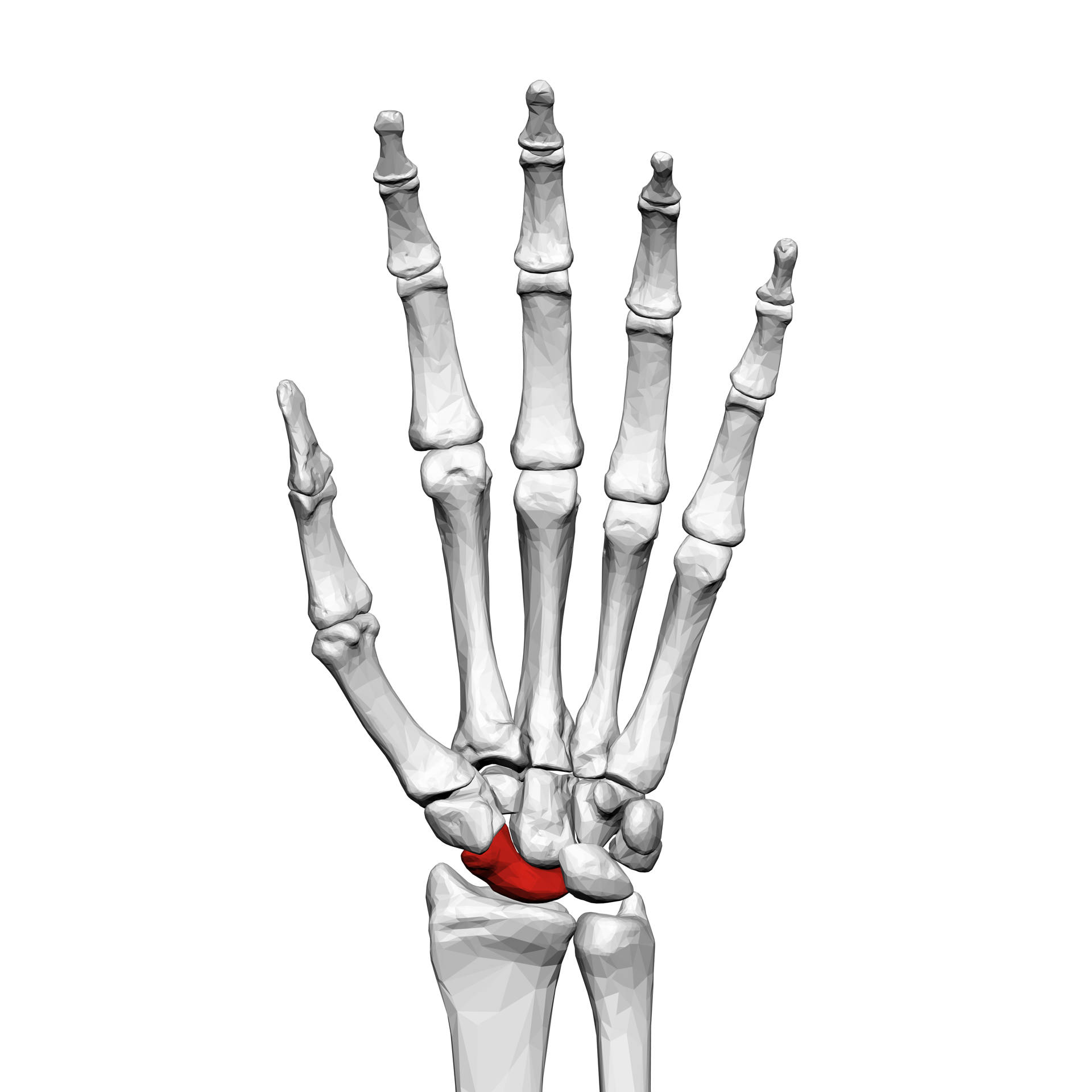 Scaphoid_bone_(left_hand)_01_palmar_view