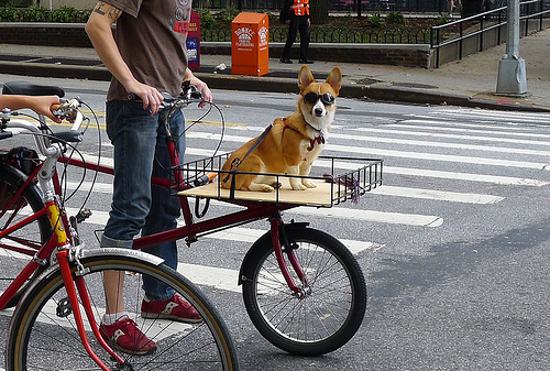 bike dog