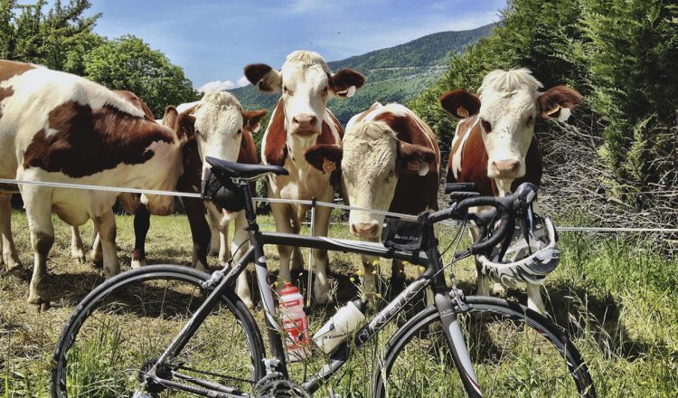 cows and road bicycle